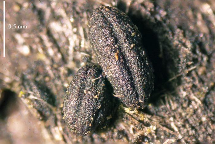 macrostoma