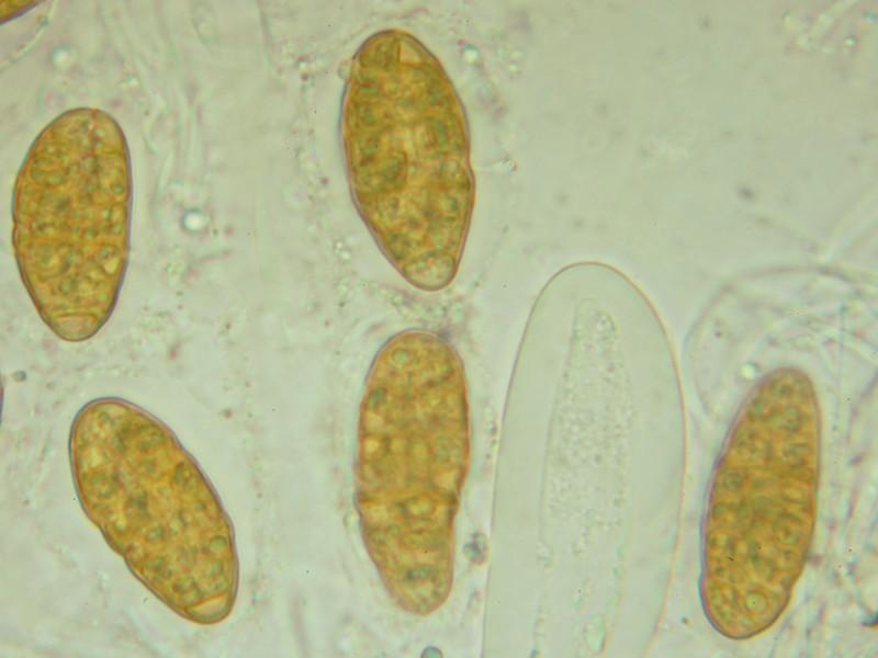 macrostoma