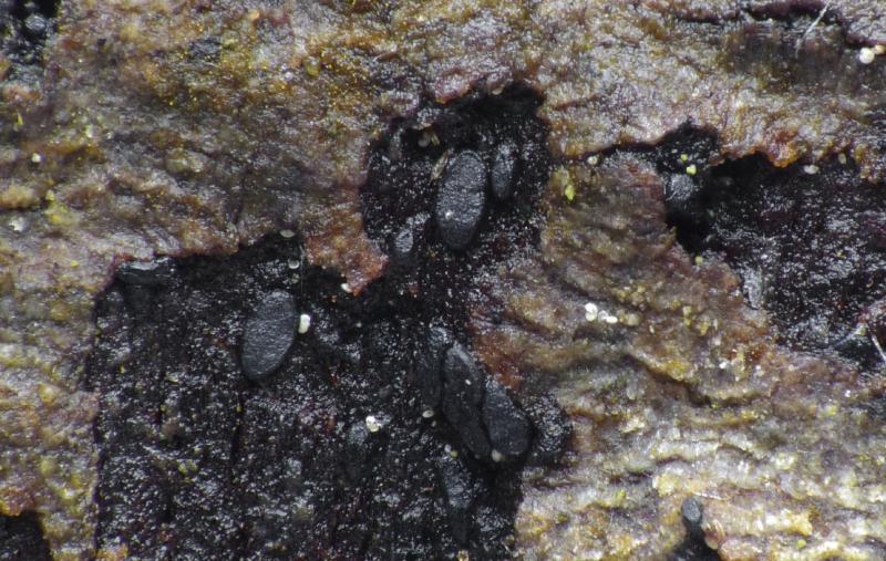 macrostoma