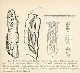macrostoma