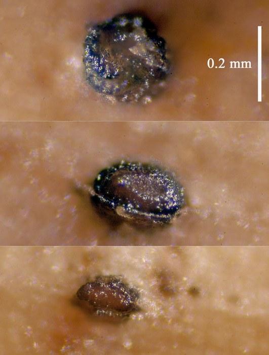 macrostoma