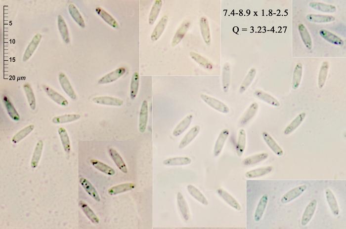 macrostoma