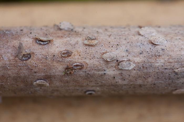 macrostoma
