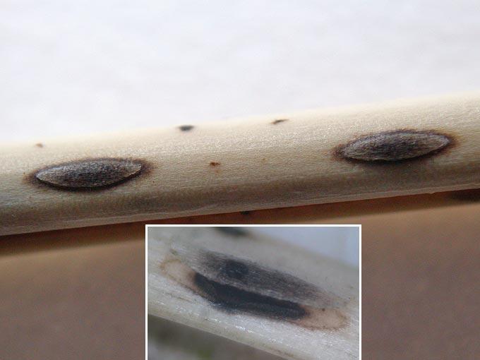 macrostoma