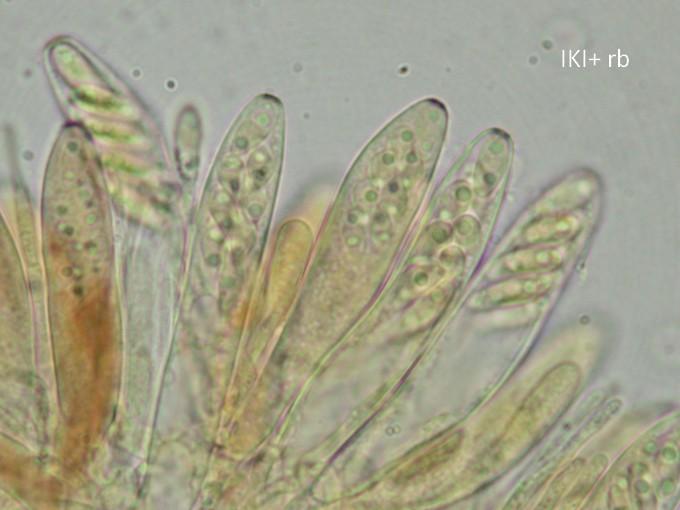 macrostoma