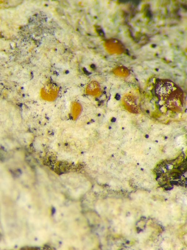 macrostoma