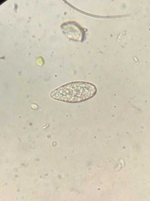 macrostoma