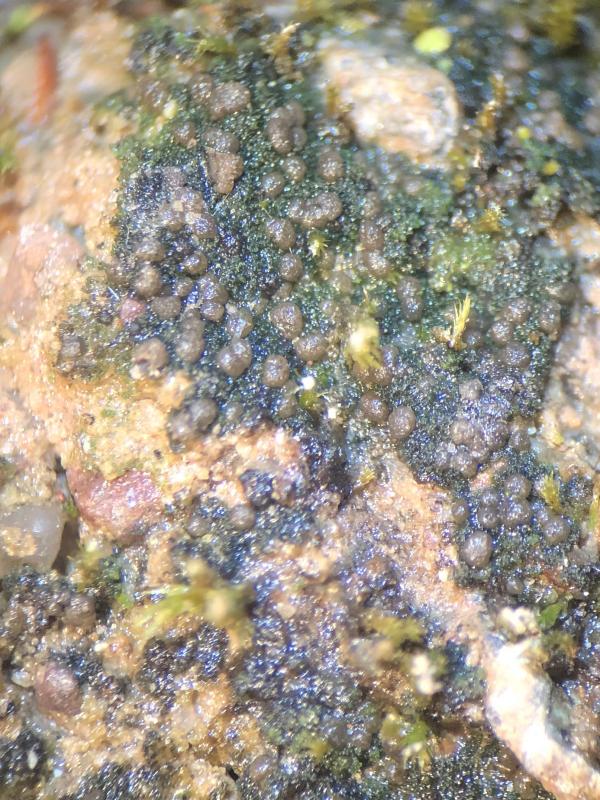 macrostoma