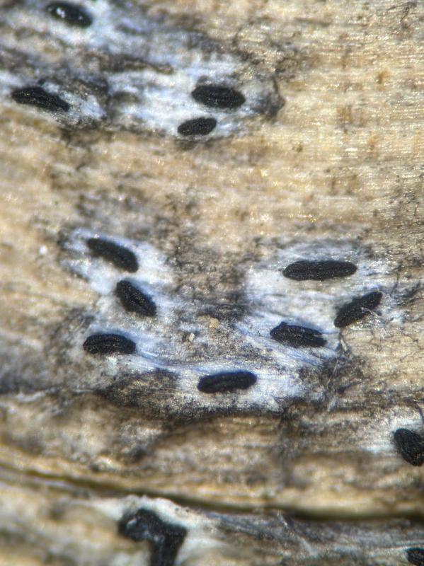 macrostoma