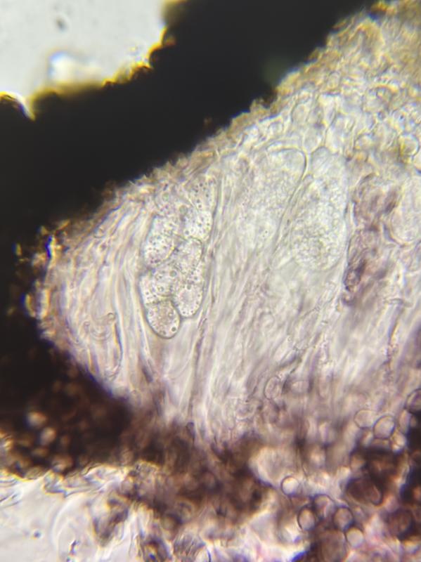 macrostoma