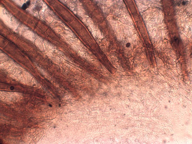 macrostoma