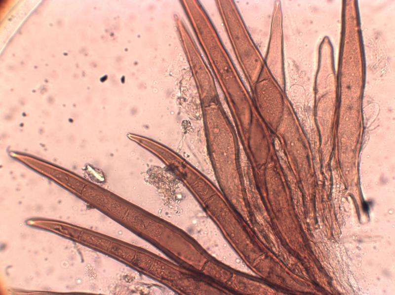 macrostoma