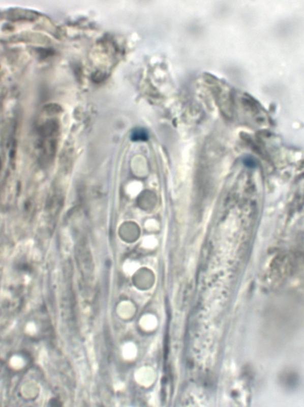 macrostoma