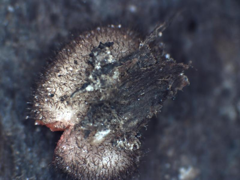 macrostoma
