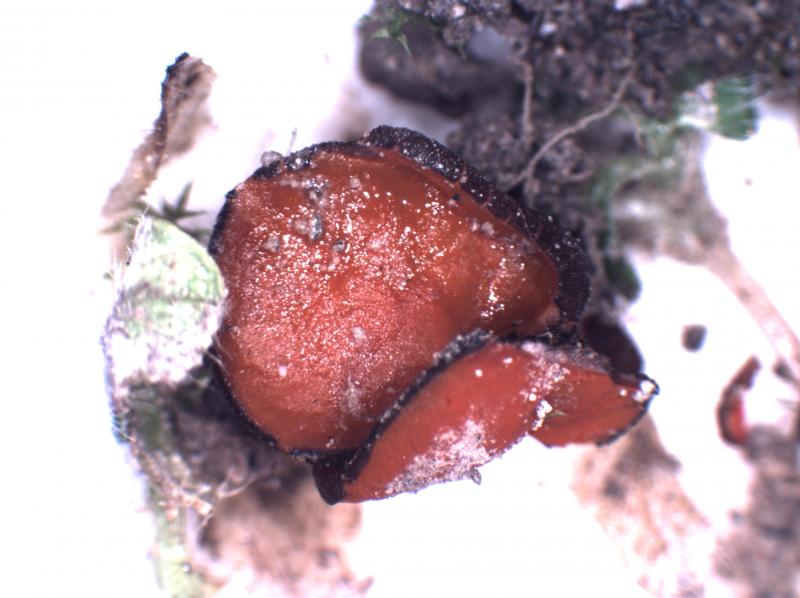 macrostoma