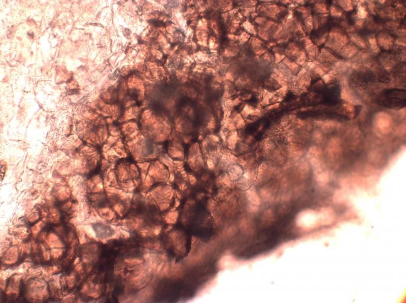 macrostoma