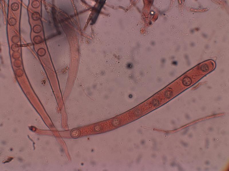 macrostoma
