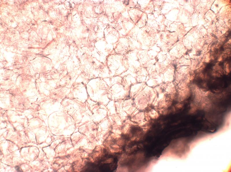 macrostoma