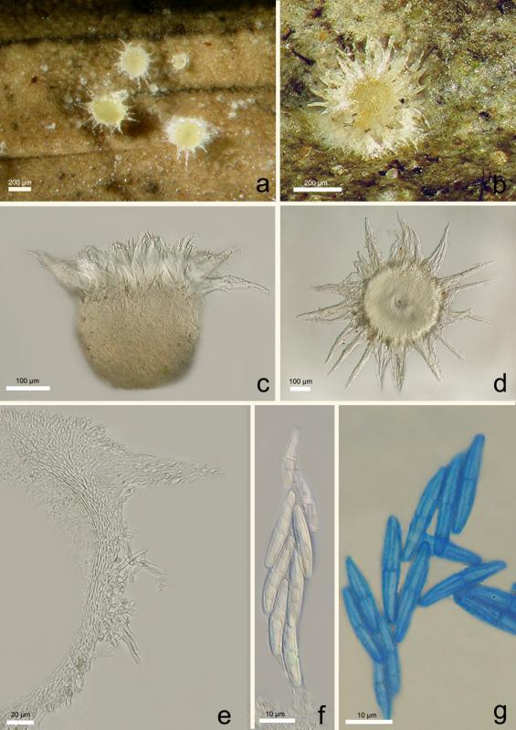 macrostoma