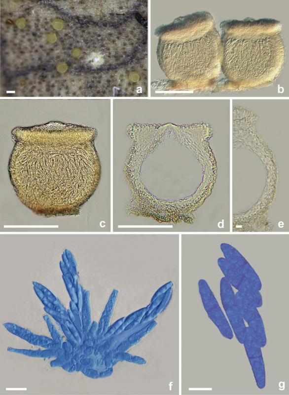 macrostoma