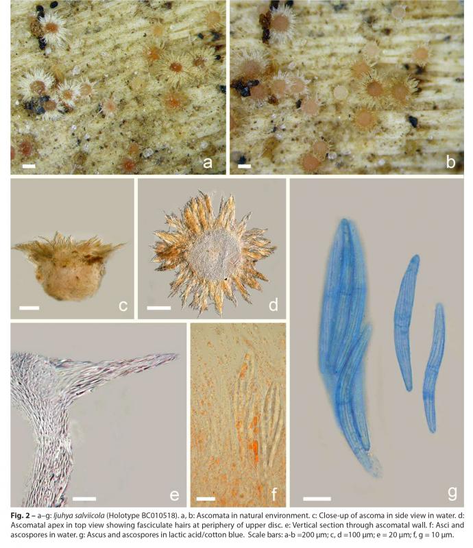 macrostoma
