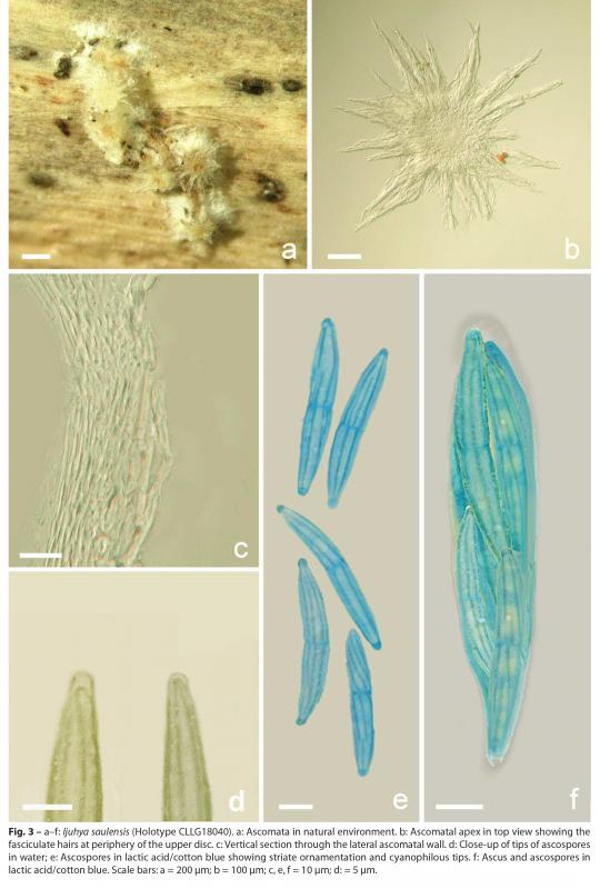 macrostoma