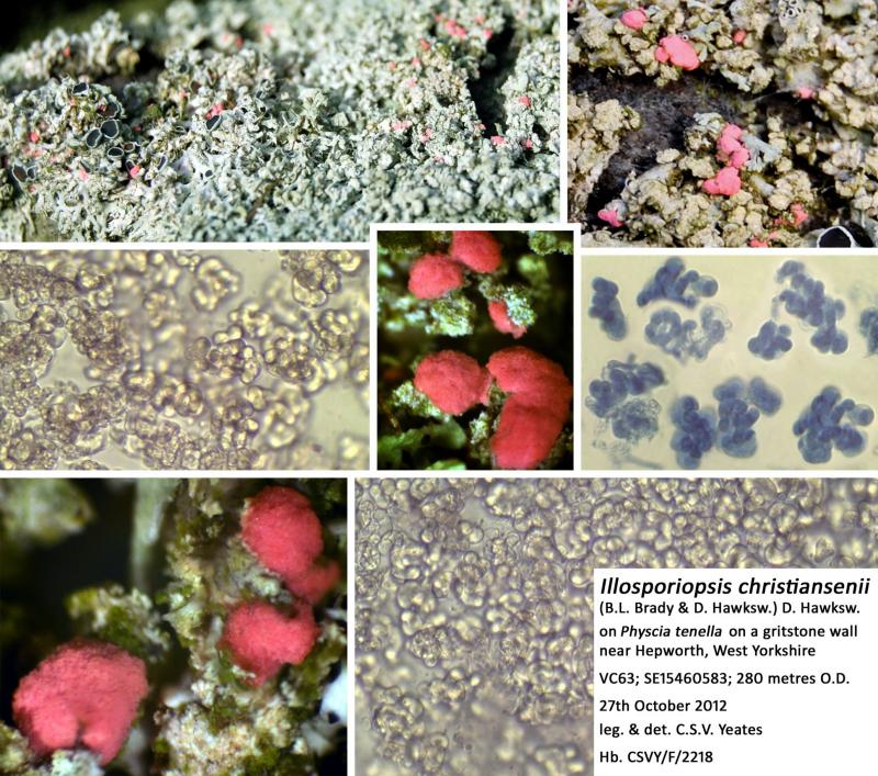 macrostoma