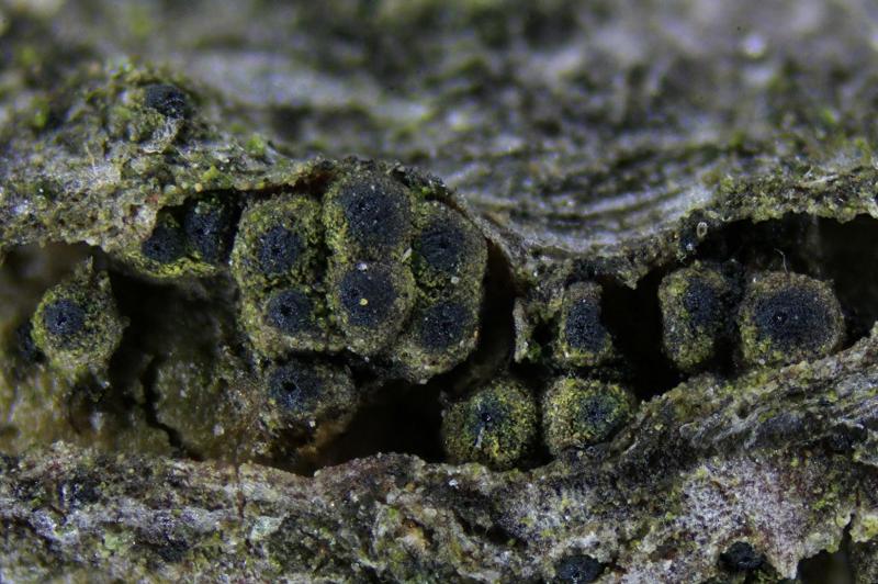 macrostoma