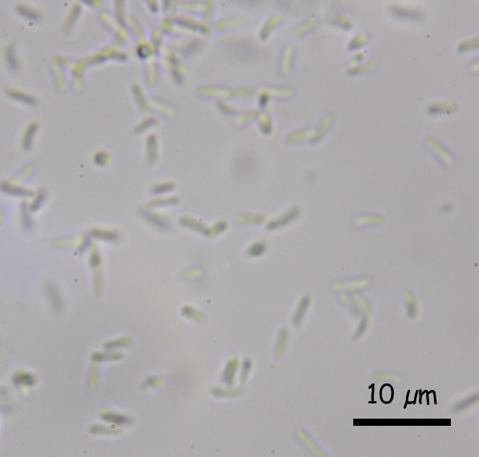 macrostoma
