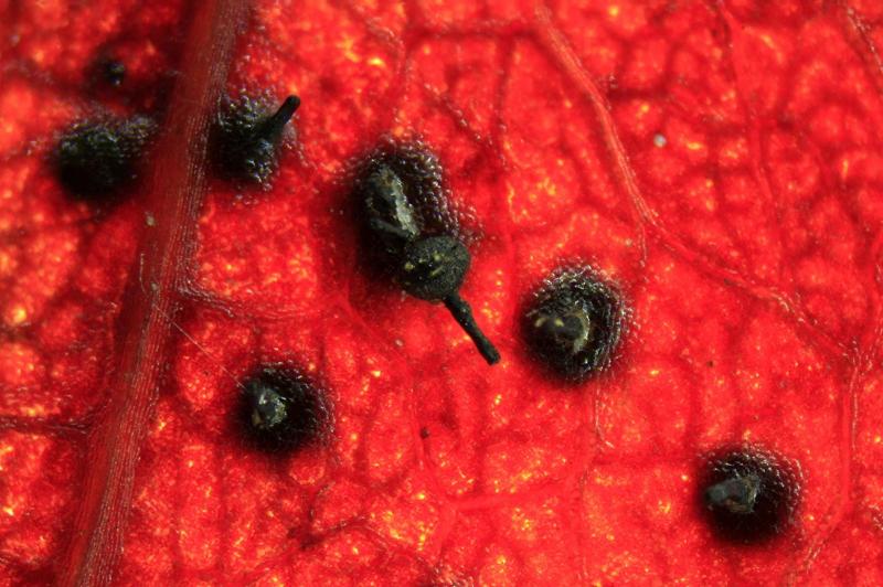 macrostoma