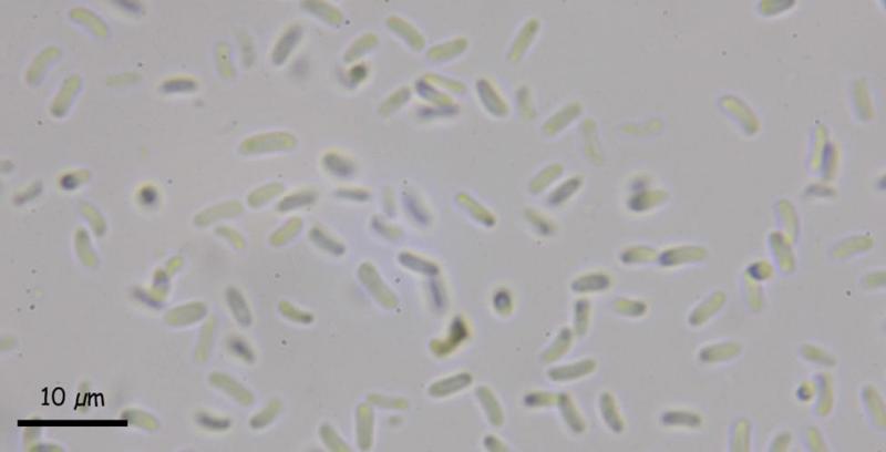macrostoma