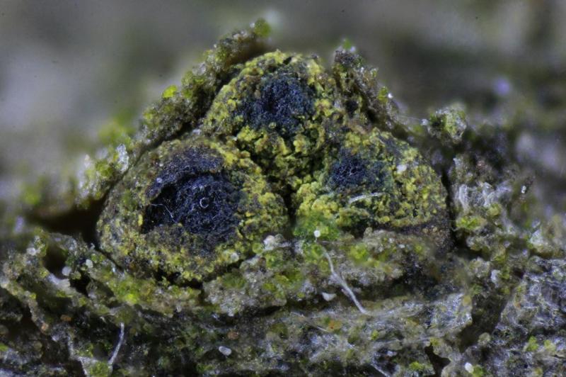 macrostoma