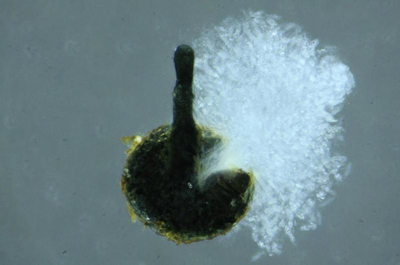 macrostoma