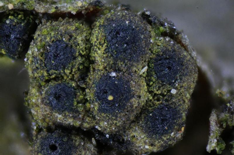 macrostoma