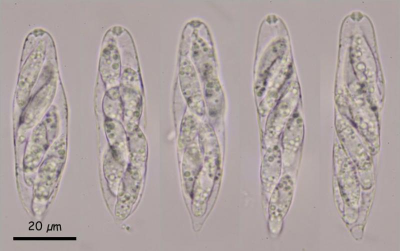 macrostoma