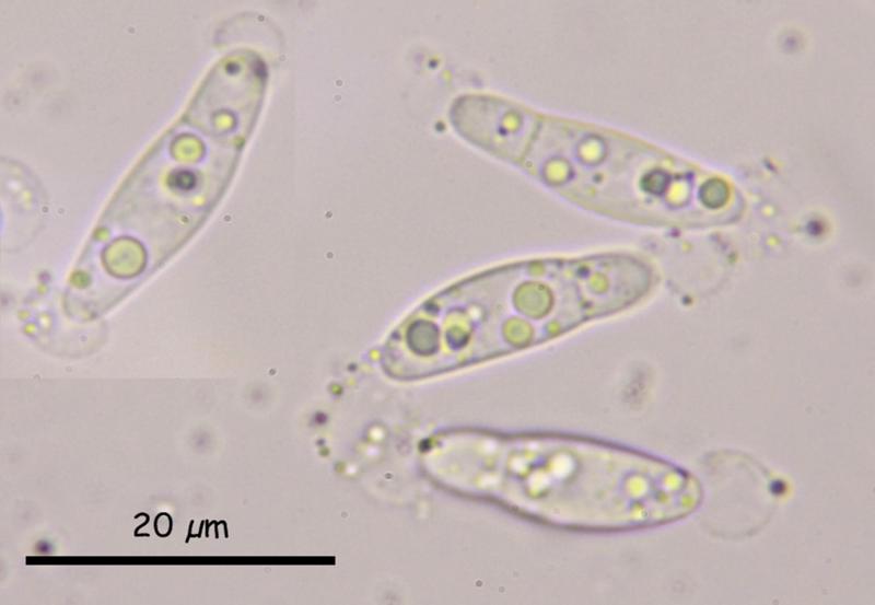 macrostoma