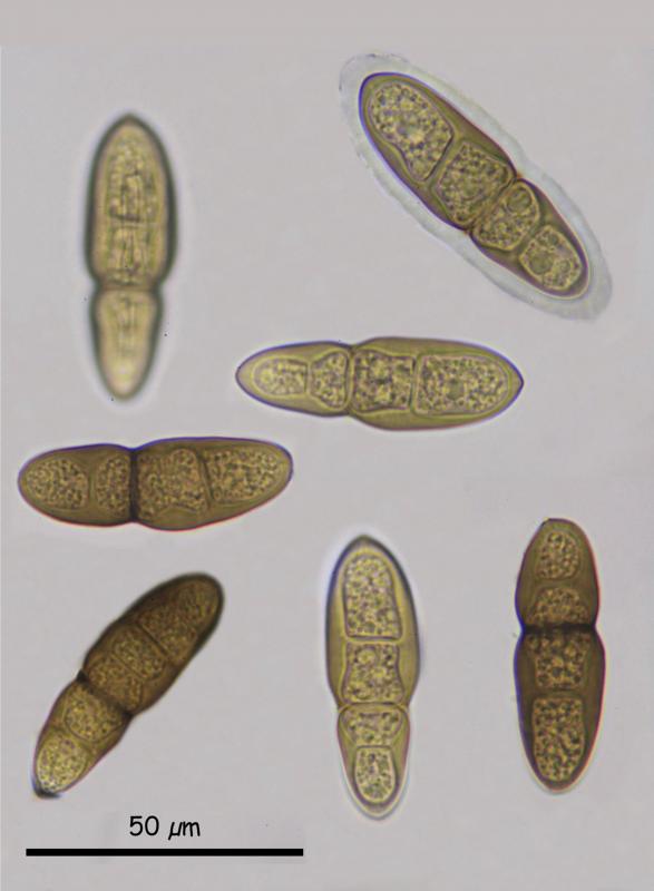 macrostoma
