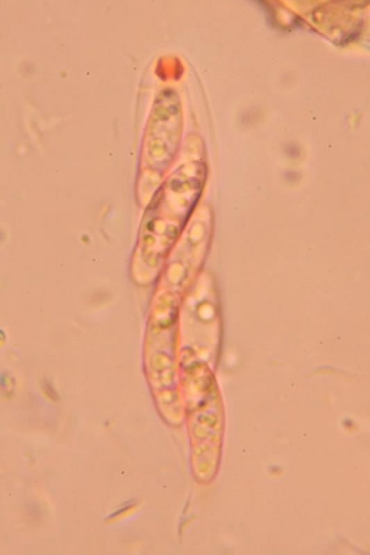 macrostoma