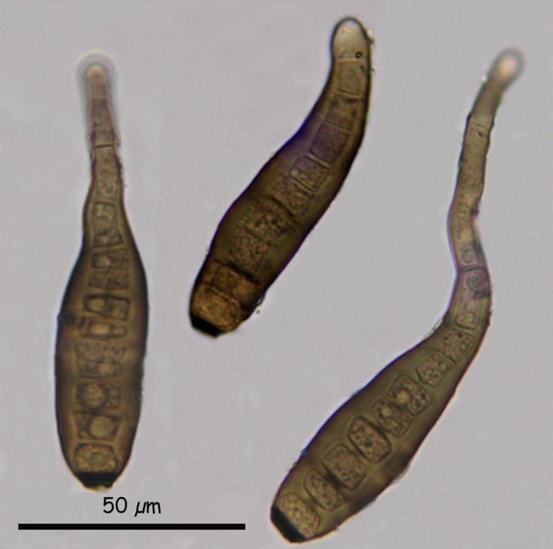 macrostoma
