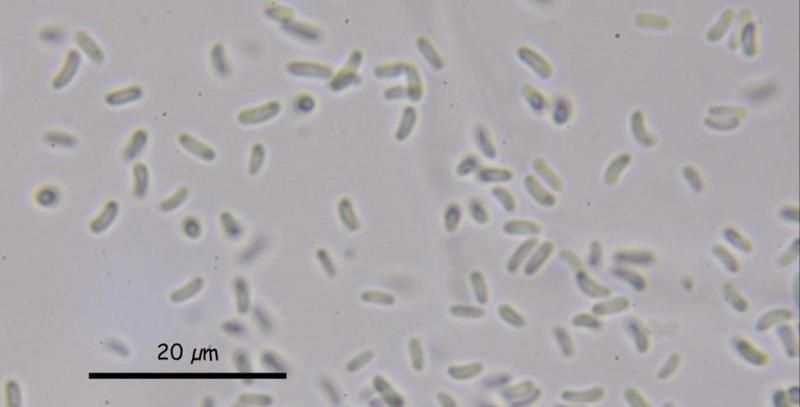 macrostoma