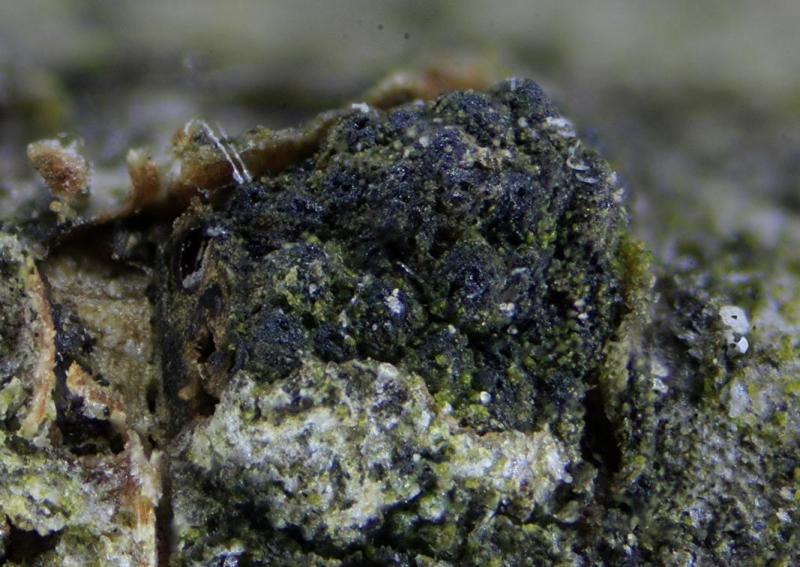 macrostoma