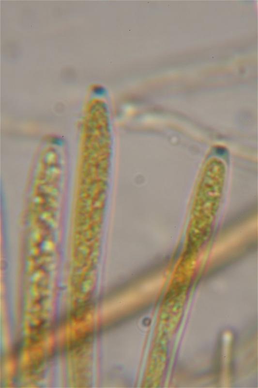 macrostoma