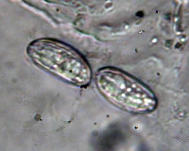 macrostoma