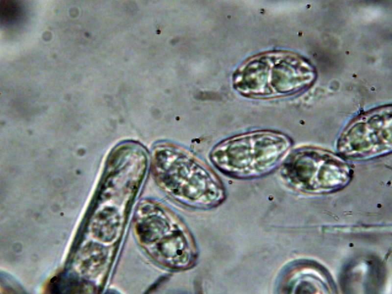macrostoma