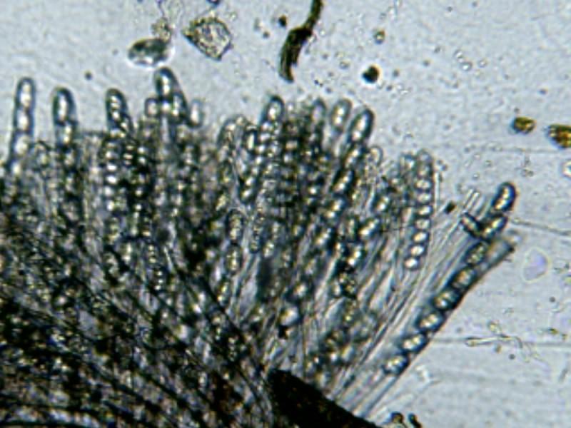 macrostoma