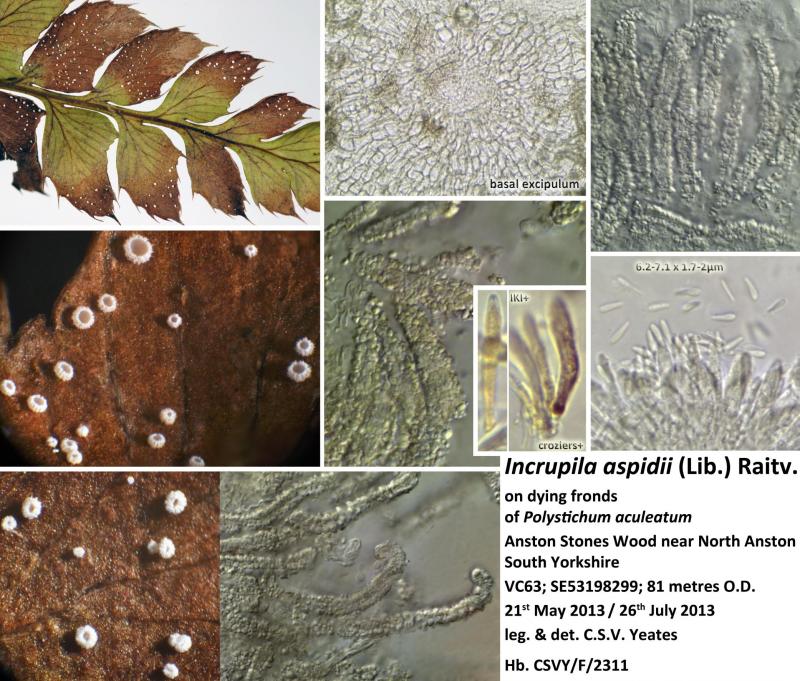 macrostoma