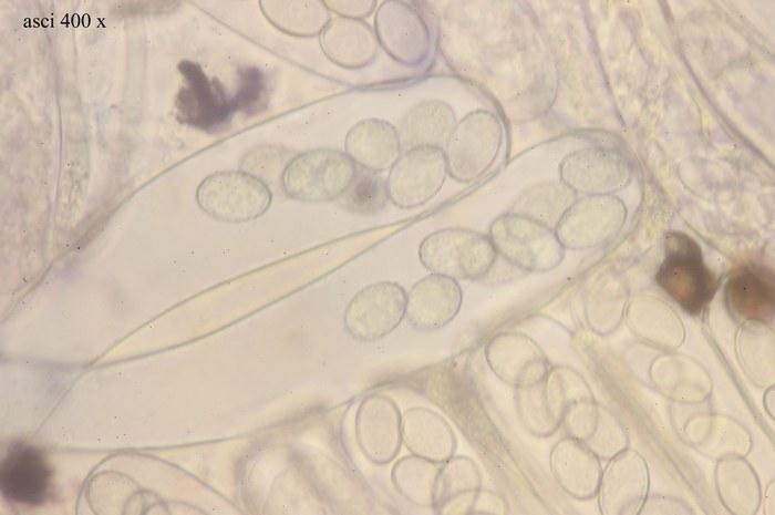 macrostoma
