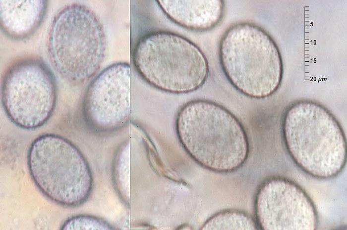 macrostoma