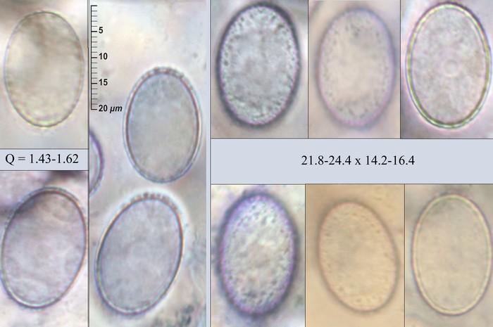 macrostoma