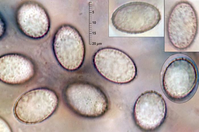 macrostoma
